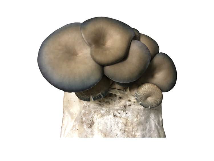 Blue Oyster Mushroom Grow Kit 1 Cluster of greyish oyster mushrooms growing from a white substrate, isolated on a white background.