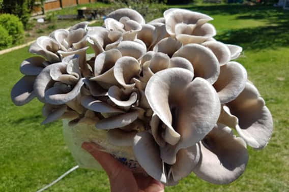 Colonized Mushroom Culture On Agar Plate | Tan Oyster | Pleurotus ostreatus 2 A hand holding a cluster of fresh oyster mushrooms outdoors on a sunny day.