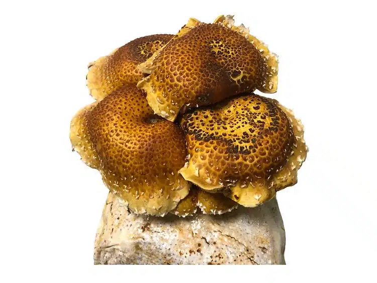 Chestnut Mushroom Grow Kit 1 Cluster of brown and yellow scaly mushrooms growing on a block against a white background.
