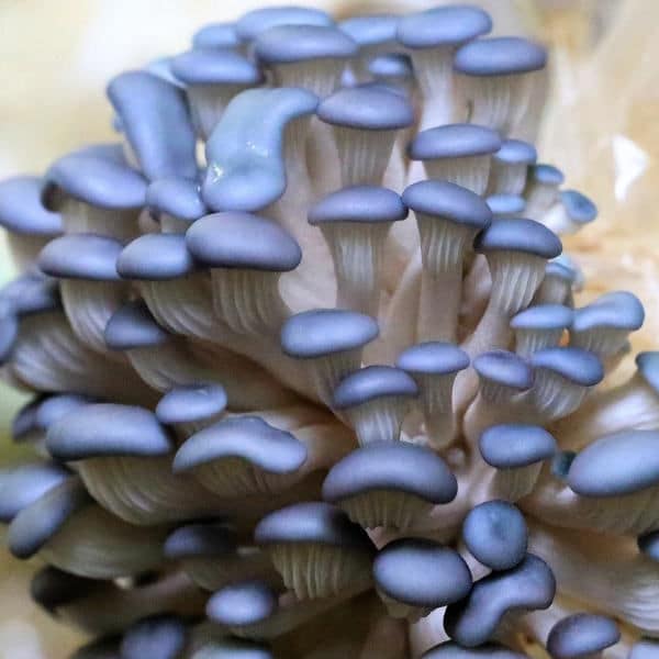 Sawdust spawn for mushroom log inoculation, garden bed and bucket- 3kg | Blue Pearl Oyster | Pleurotus columbinus 1 Close-up of a cluster of blue oyster mushrooms with smooth caps and light stems.