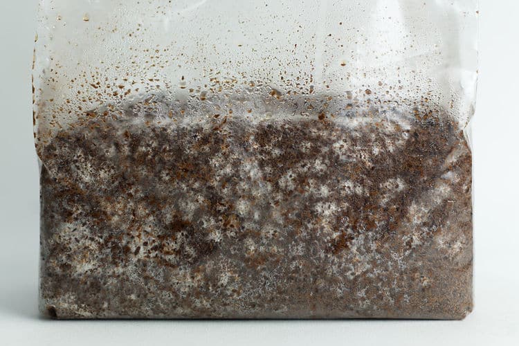 Sawdust spawn for mushroom log inoculation- 3kg | Ivory Shimeji | Hypsizygus tessulatus 2 A plastic bag filled with moist, dark soil and white mycelium growing throughout.