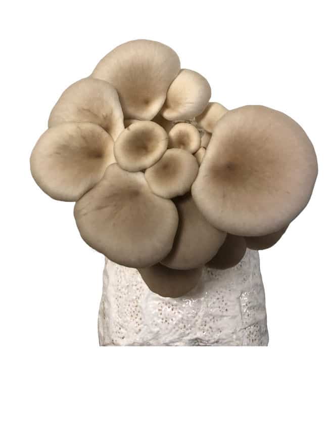 Chocolate Oyster Mushroom Grow Kit 1 Cluster of light brown oyster mushrooms growing from a white substrate against a plain white background.