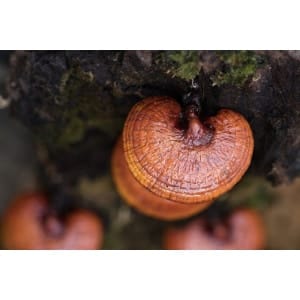 Close-up of reddish-brown mushrooms growing on a mossy log.