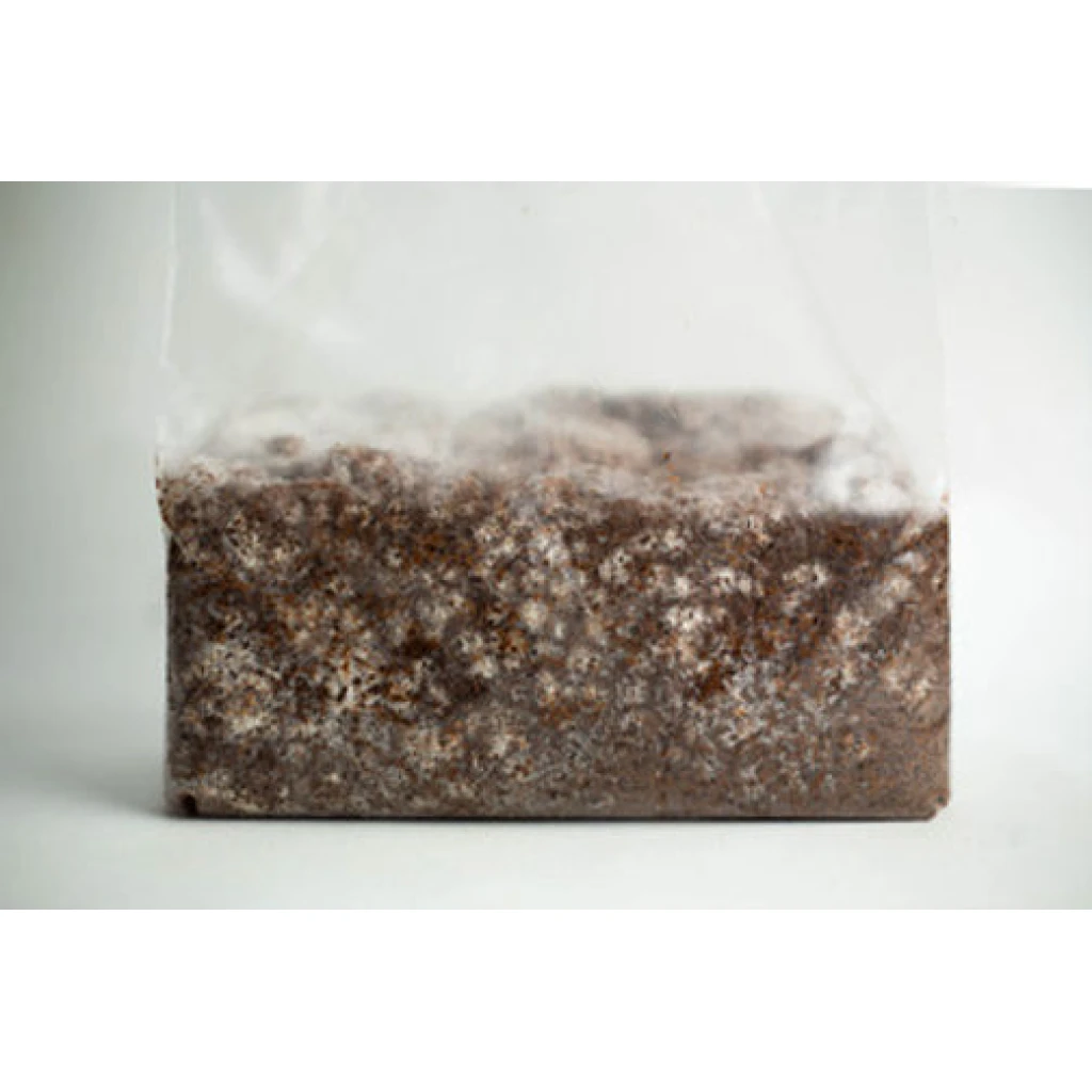 How to grow mushrooms on logs and select ideal trees in Australia? 4 Sawdust spawn 3kg for logs or outdoor patch close up image