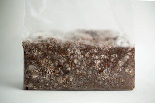 Black King Oyster | Pleurotus ostreatus- hybrid | Mushroom Grow Kit- Spray and Grow - 3kg 2 A plastic bag filled with brown substrate and white fungal mycelium growing throughout it.
