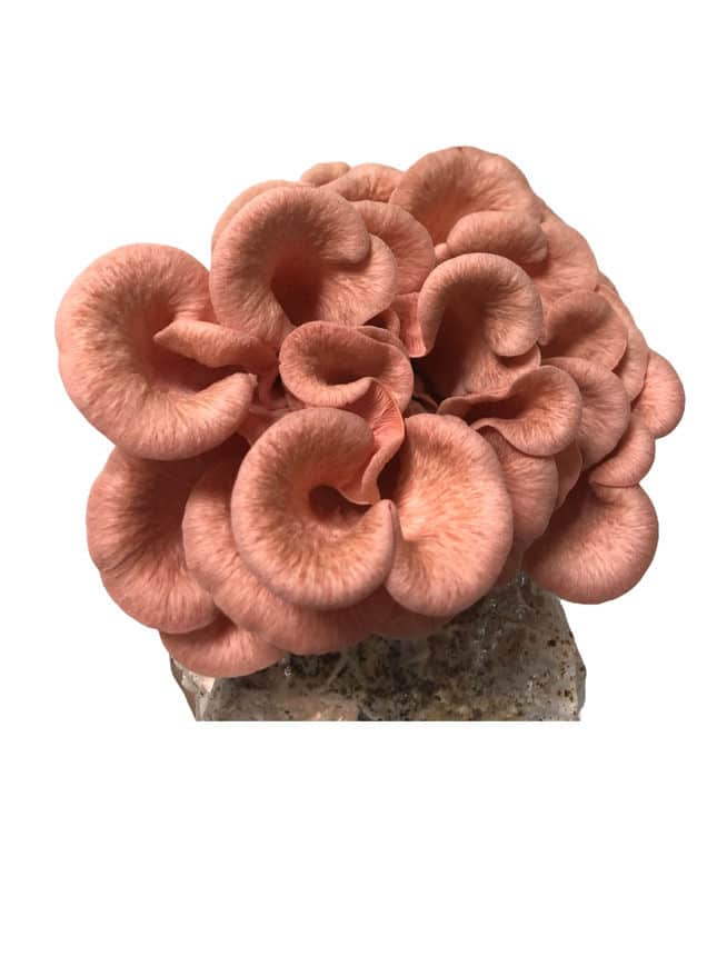 Pink Oyster Mushroom Grow Kit 1 Pink oyster mushrooms growing in a cluster on a substrate, isolated on a white background.