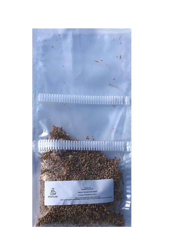 Blue Shimeji Mushrooms Spawn (Pleurotus ostreatus) | Grain Spawn 3 A clear plastic bag with small brown seeds and a white label on the front against a white background.