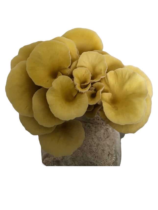 Gold Oyster Mushroom Grow Kit 1 A cluster of yellow oyster mushrooms growing from a substrate block, isolated on a white background.