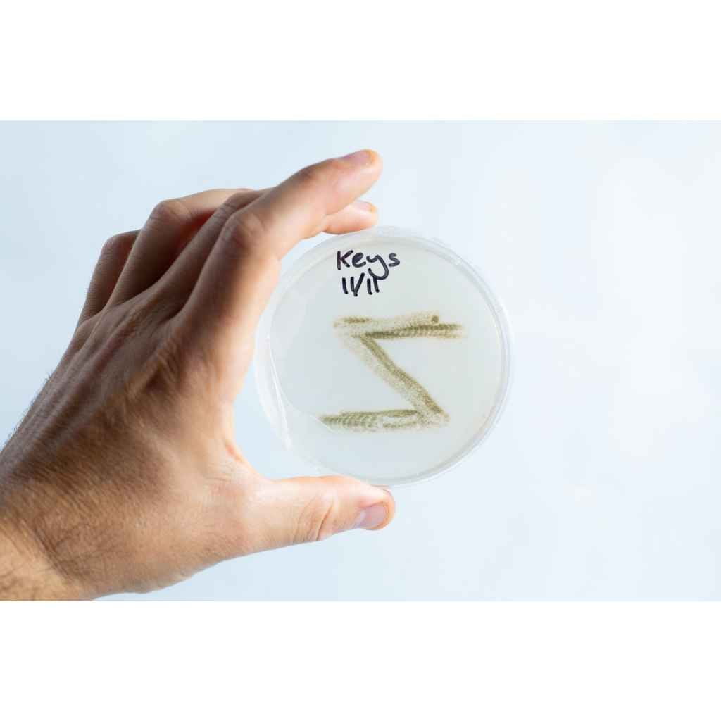 A hand holds an agar Petri dish MEA from the School Science Fun Project Kit, labelled “Keys 11/11,” displaying a fuzzy pattern—great for classroom experiments.
