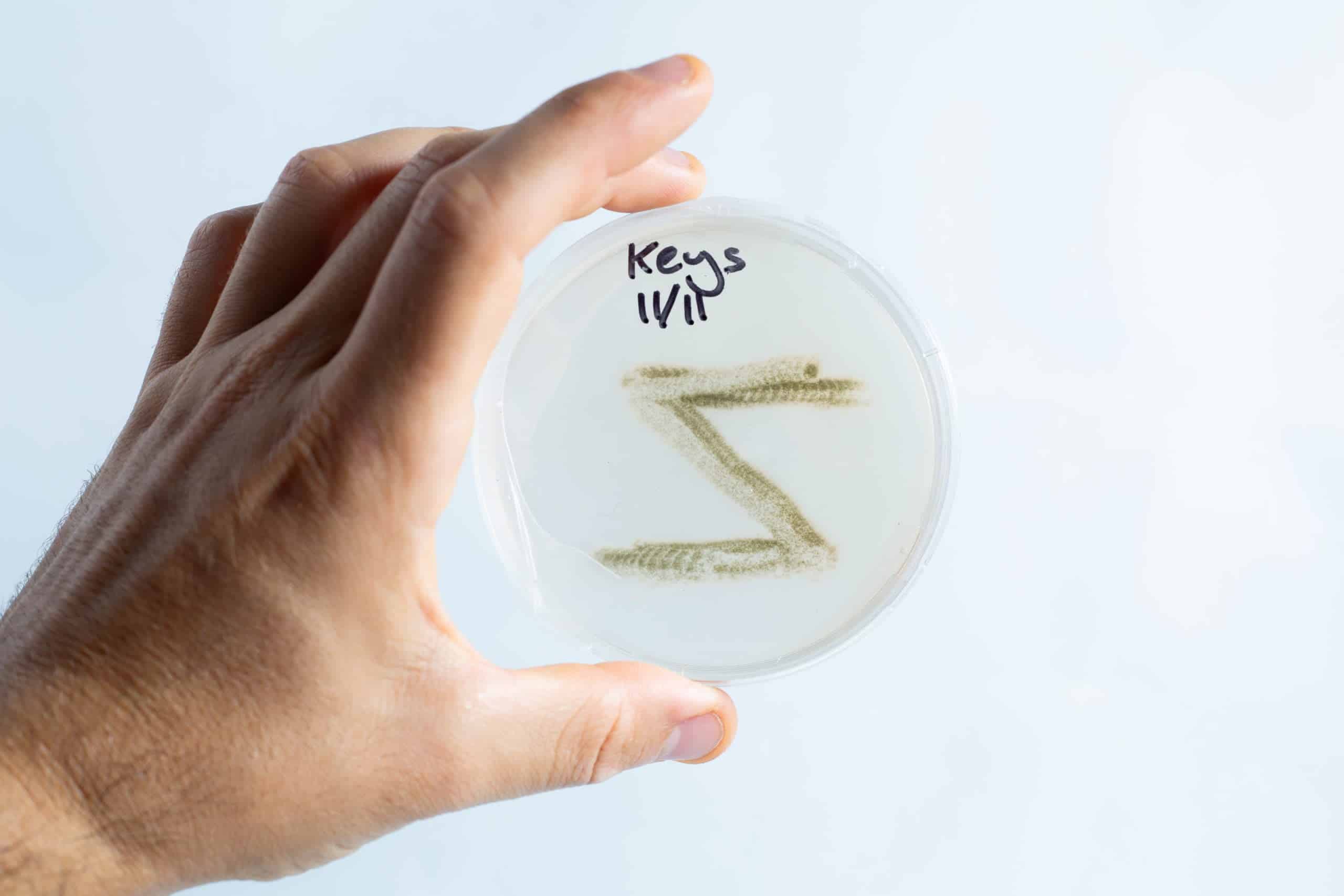 Agar petri dish MEA School Science Fun Project Kit 18 A hand holds an agar Petri dish MEA from the School Science Fun Project Kit, labelled “Keys 11/11,” displaying a fuzzy pattern—great for classroom experiments.