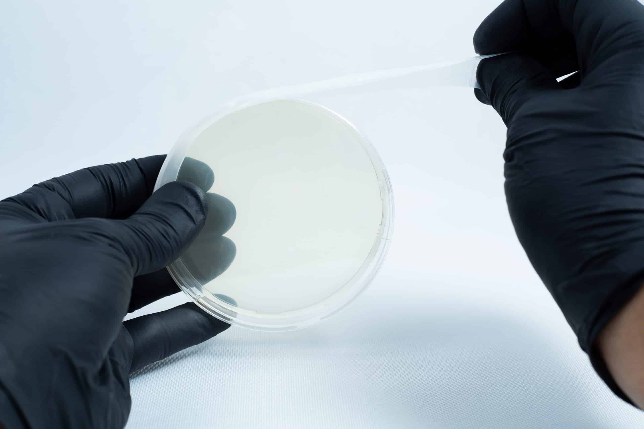 Agar petri dish MEA School Science Fun Project Kit 13 Gloved hands opening an agar Petri dish MEA School Science Fun Project Kit with a clear lid on a white background—ideal for school experiments and science fun projects.