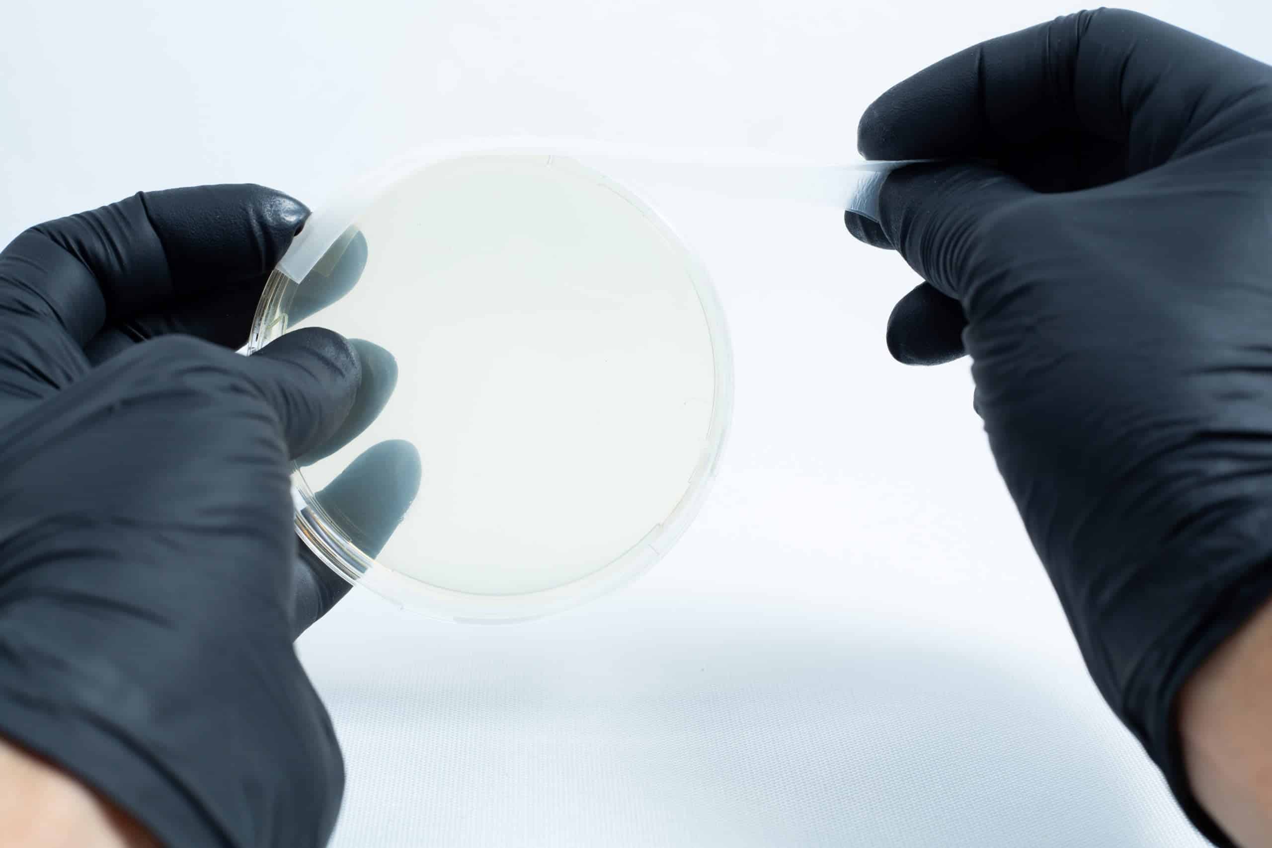 Agar petri dish MEA School Science Fun Project Kit 12 Gloved hands opening an Agar petri dish MEA School Science Fun Project Kit in a laboratory—ideal for exciting school experiments or fun science projects.