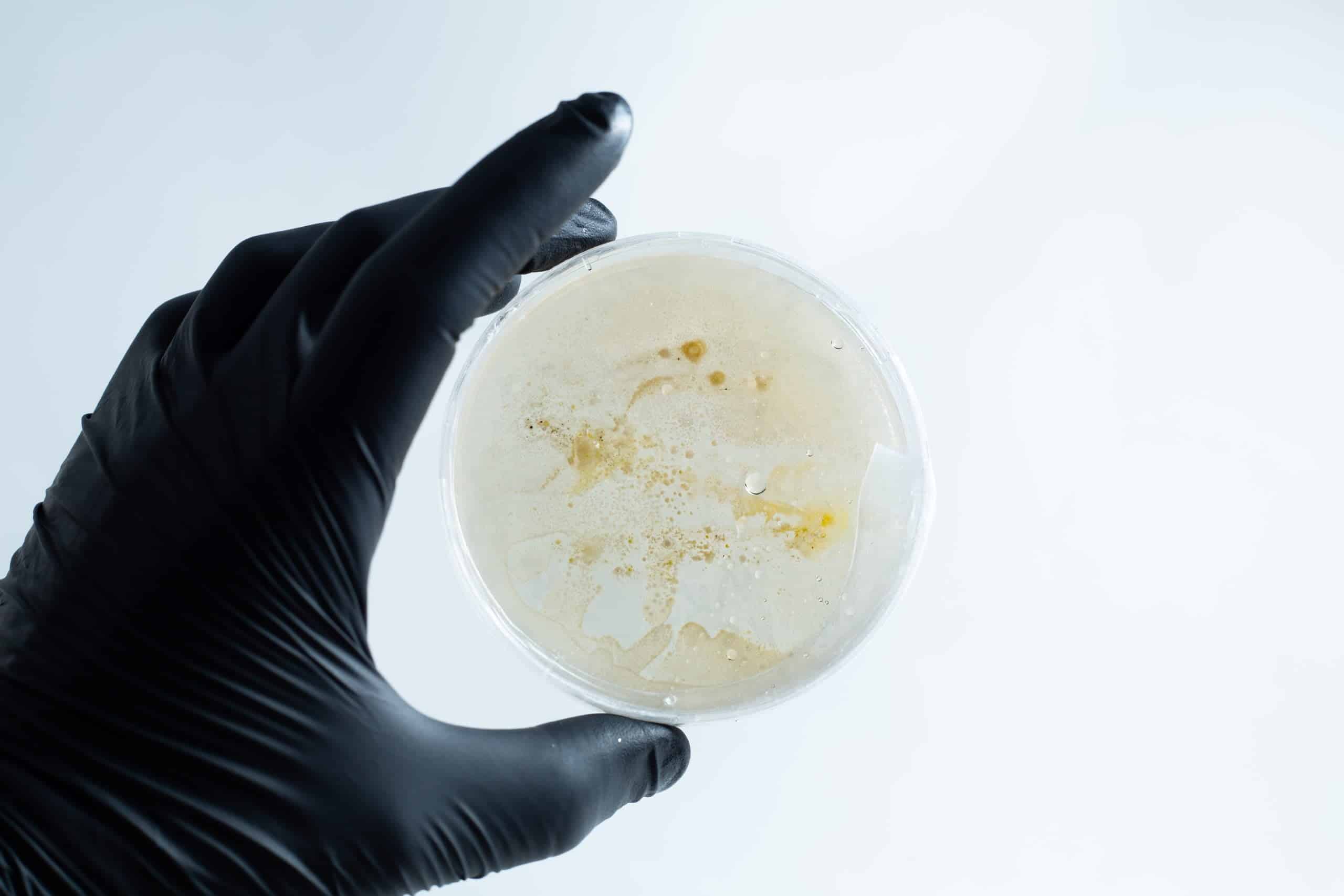 Agar petri dish MEA School Science Fun Project Kit 16 A hand in a black glove holds the Agar petri dish MEA School Science Fun Project Kit with white and yellow substances inside—ideal for creative school experiments.