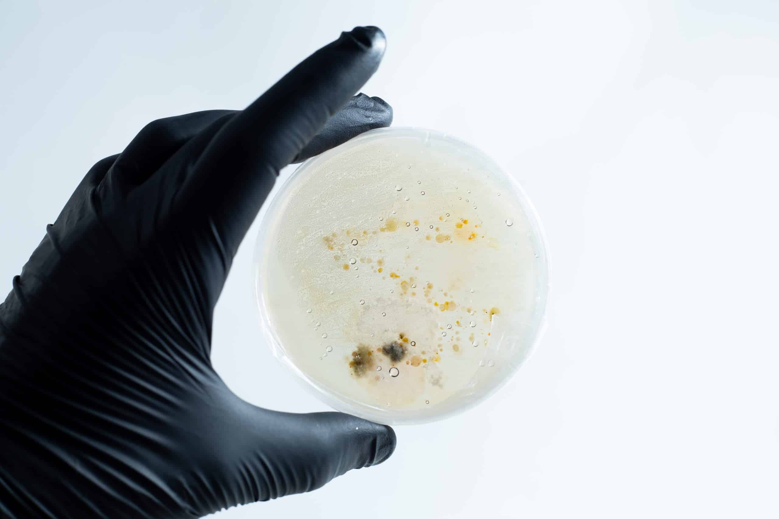 Agar petri dish MEA School Science Fun Project Kit 17 A hand in a black glove holds the Agar petri dish MEA School Science Fun Project Kit with mould and bacterial colonies—ideal for exciting school experiments—against a white background.