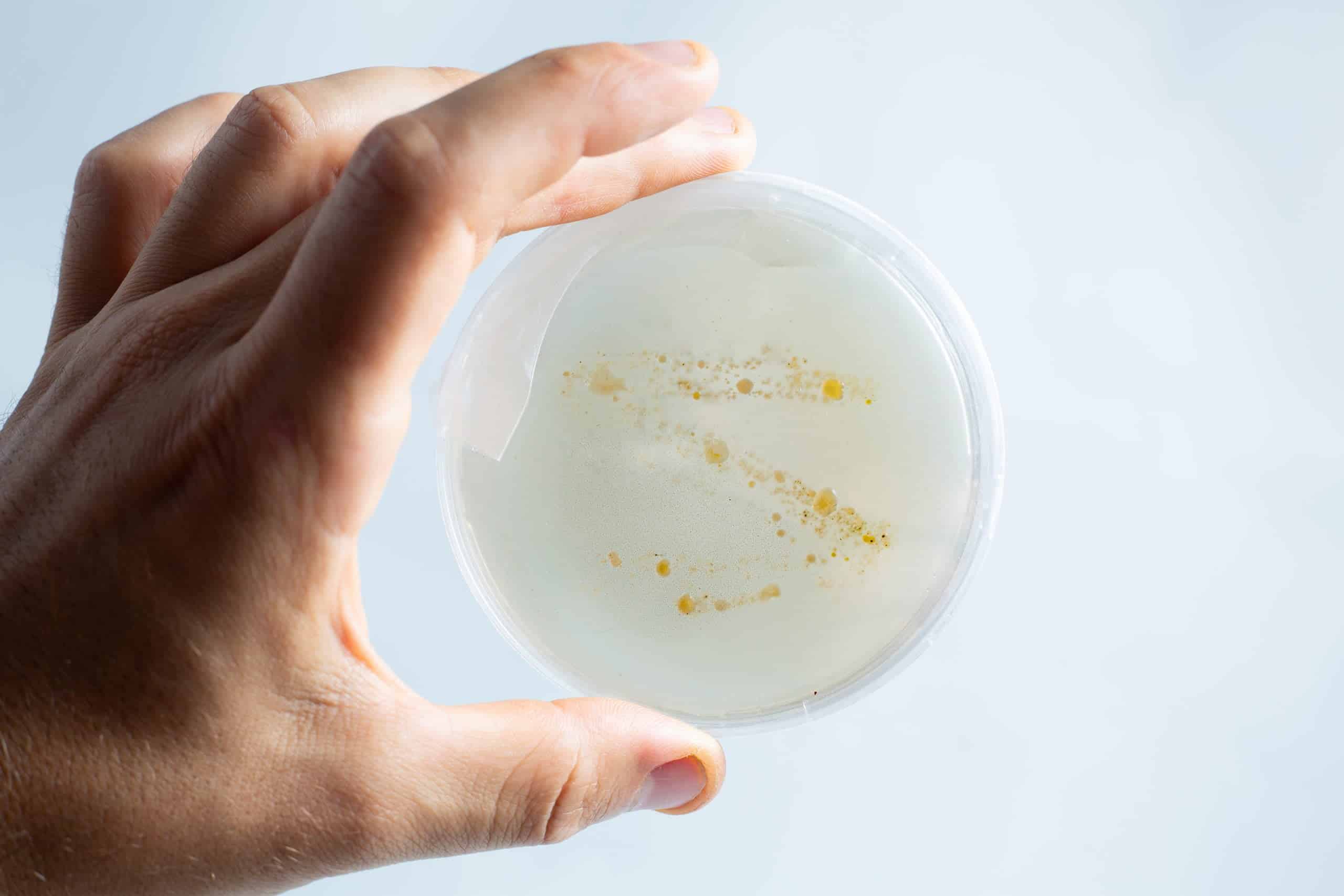 Agar petri dish MEA School Science Fun Project Kit 14 Hand holding the agar Petri dish MEA School Science Fun Project Kit with white and yellow bacterial colonies on a light background, ideal for school science experiments.