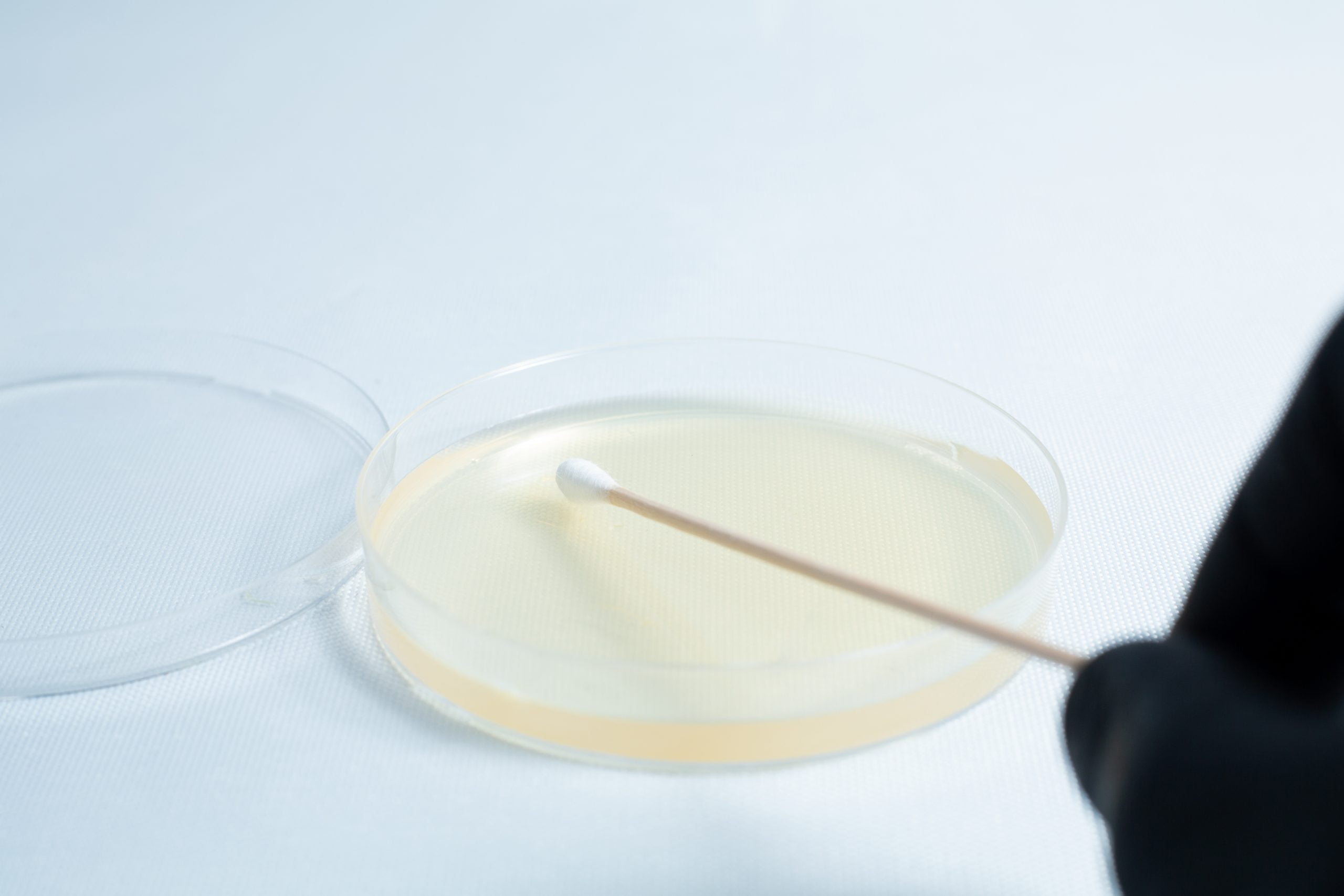 Agar petri dish MEA School Science Fun Project Kit 7 A gloved hand holds a swab above the Agar petri dish MEA School Science Fun Project Kit, which contains clear agar medium—ideal for hands-on school experiments.