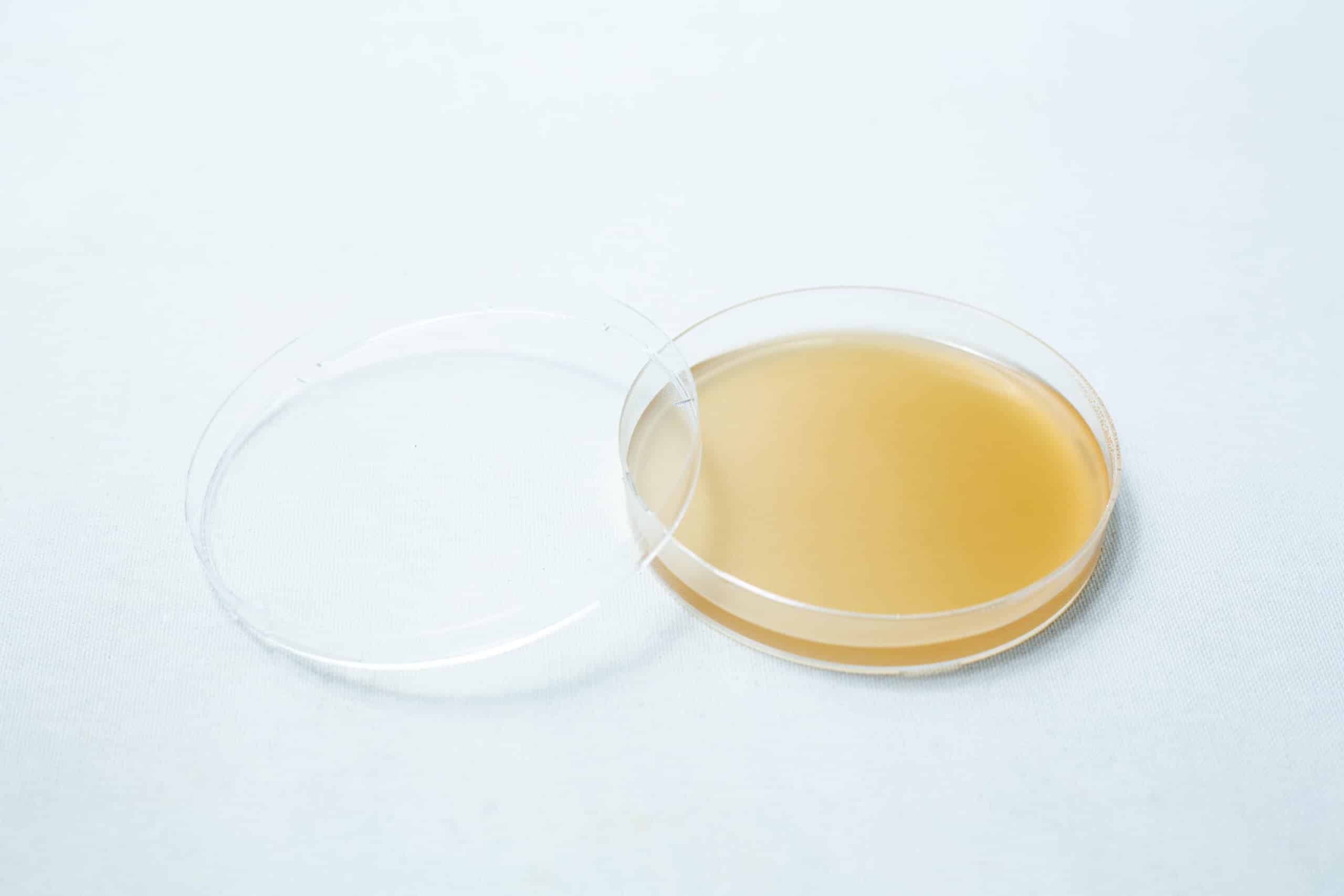 Pre poured MEAG Agar Plates (Antibacterial) 90mm 7 Pre-poured MEAG Agar Plates (Antibacterial) 90mm feature light brown agar in a petri dish with lid, ideal for experiments requiring ready-to-use, antibacterial medium.