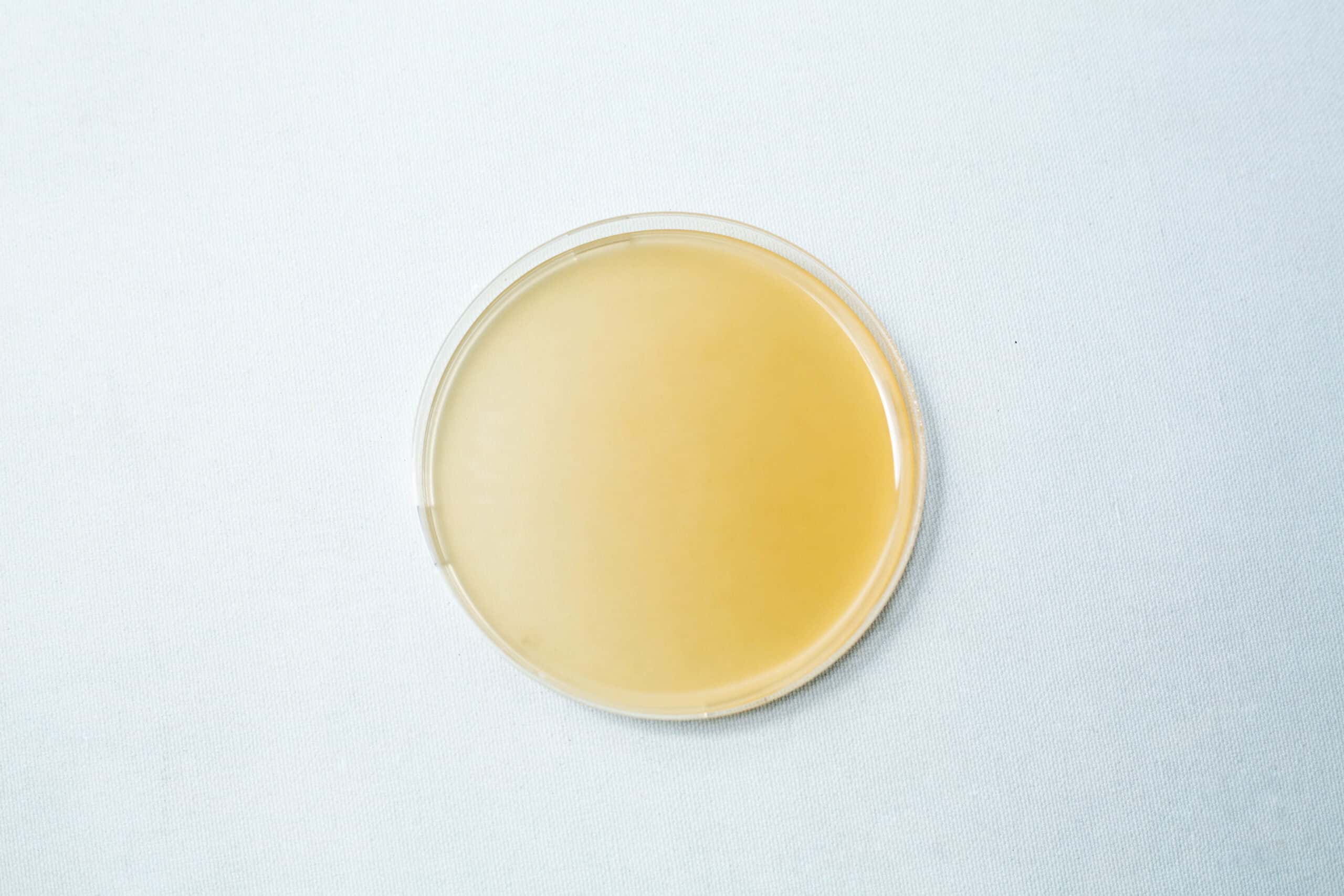 Pre poured MEAG Agar Plates (Antibacterial) 90mm 5 The Pre-poured MEAG Agar Plates (Antibacterial) 90mm feature a smooth, yellowish agar medium in clear petri dishes, providing convenience and reliability for your laboratory experiments.