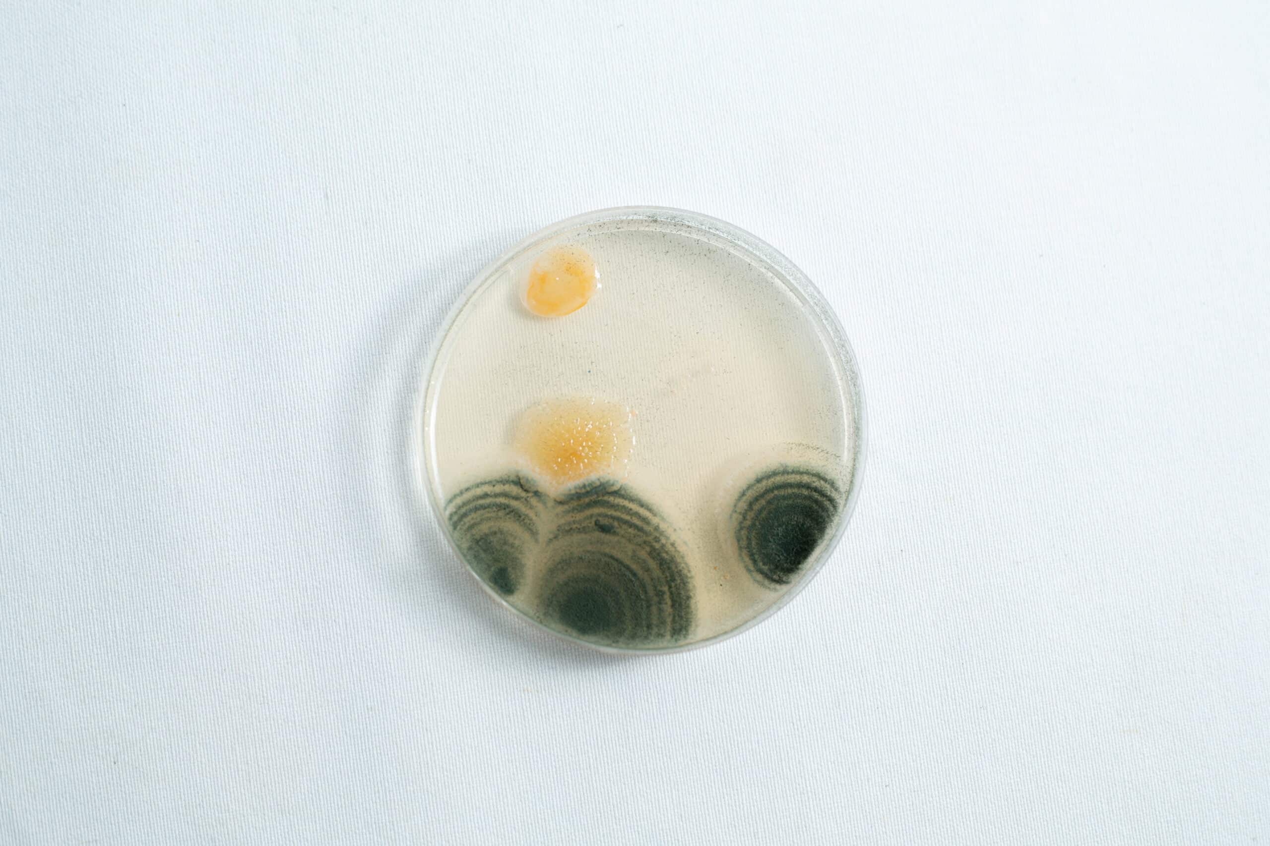 Agar petri dish MEA School Science Fun Project Kit 15 The Agar petri dish MEA School Science Fun Project Kit features yellow and dark green mould colonies on light MEA agar, ideal for engaging school experiments.
