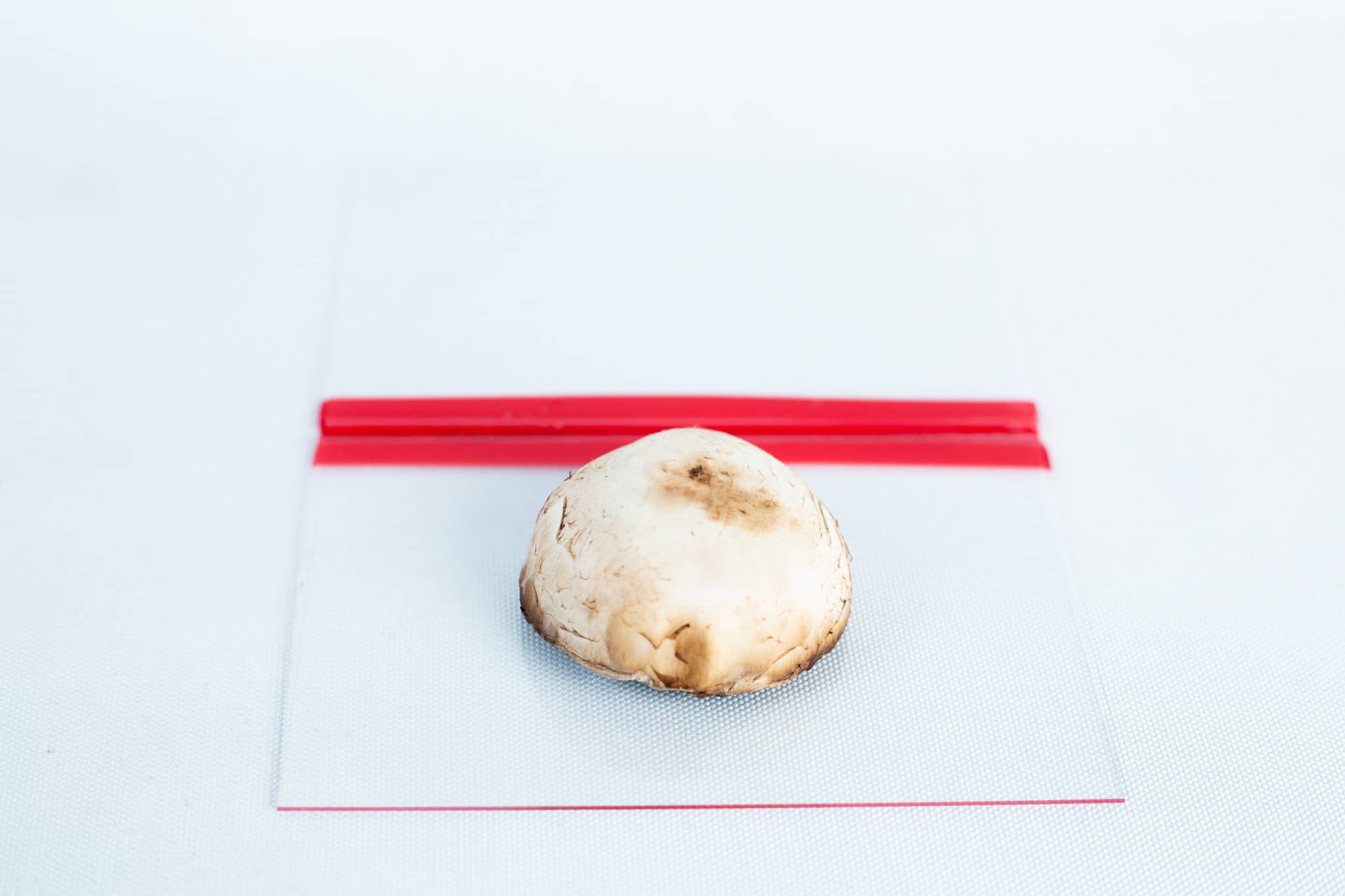 Glass Spore Print Slides booklet 12.8cm X 8.5cm x 1mm 5 A single mushroom cap rests on a Glass Spore Print Slides booklet (12.8cm x 8.5cm x 1mm), featuring a red stripe and textured clear glass to preserve spore prints against a crisp white background.