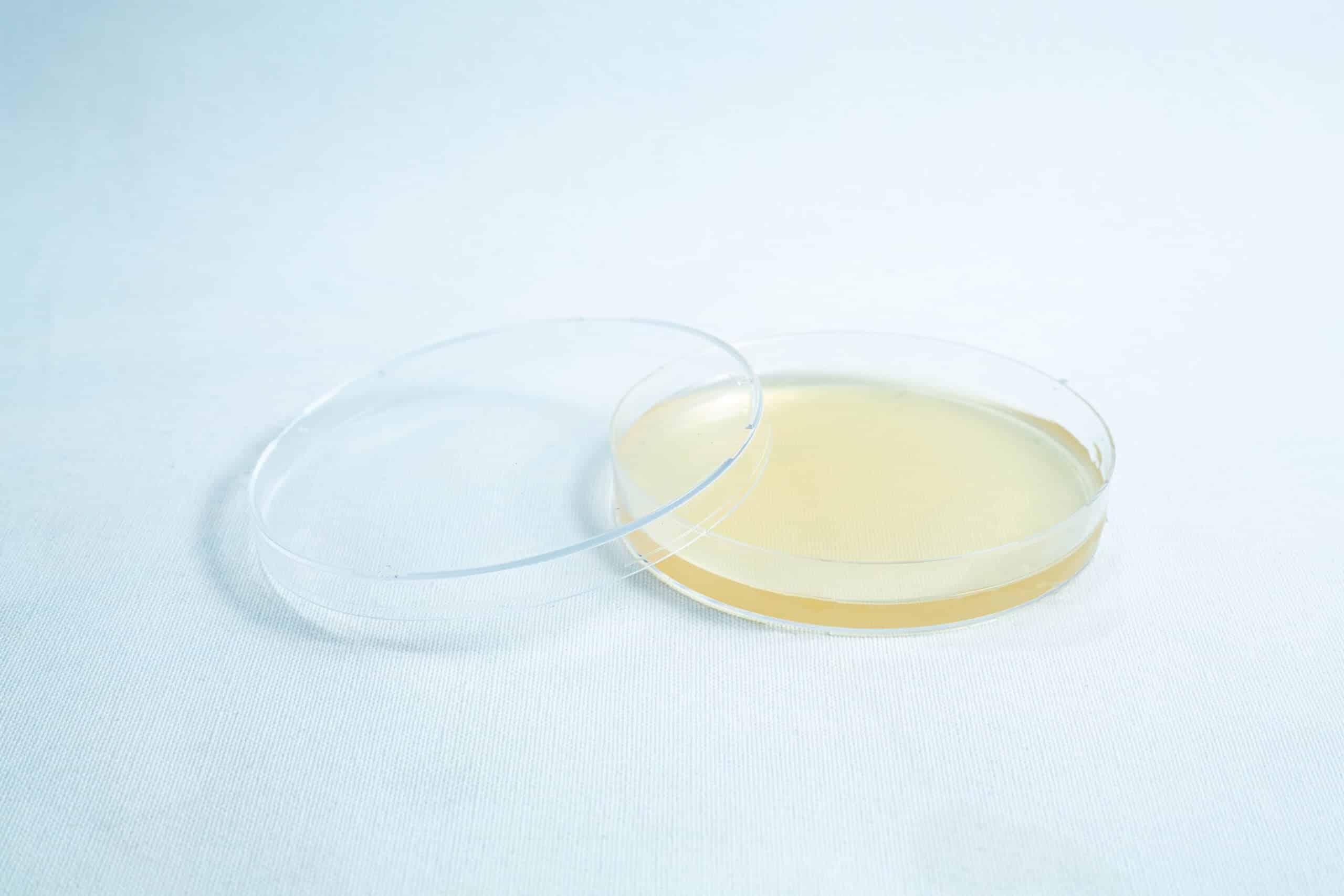 Pre-poured MEA plates petri dish 90 mm 6 A Pre-poured MEA plates petri dish 90 mm, clear with yellowish medium, partially covered and placed on a white surface.