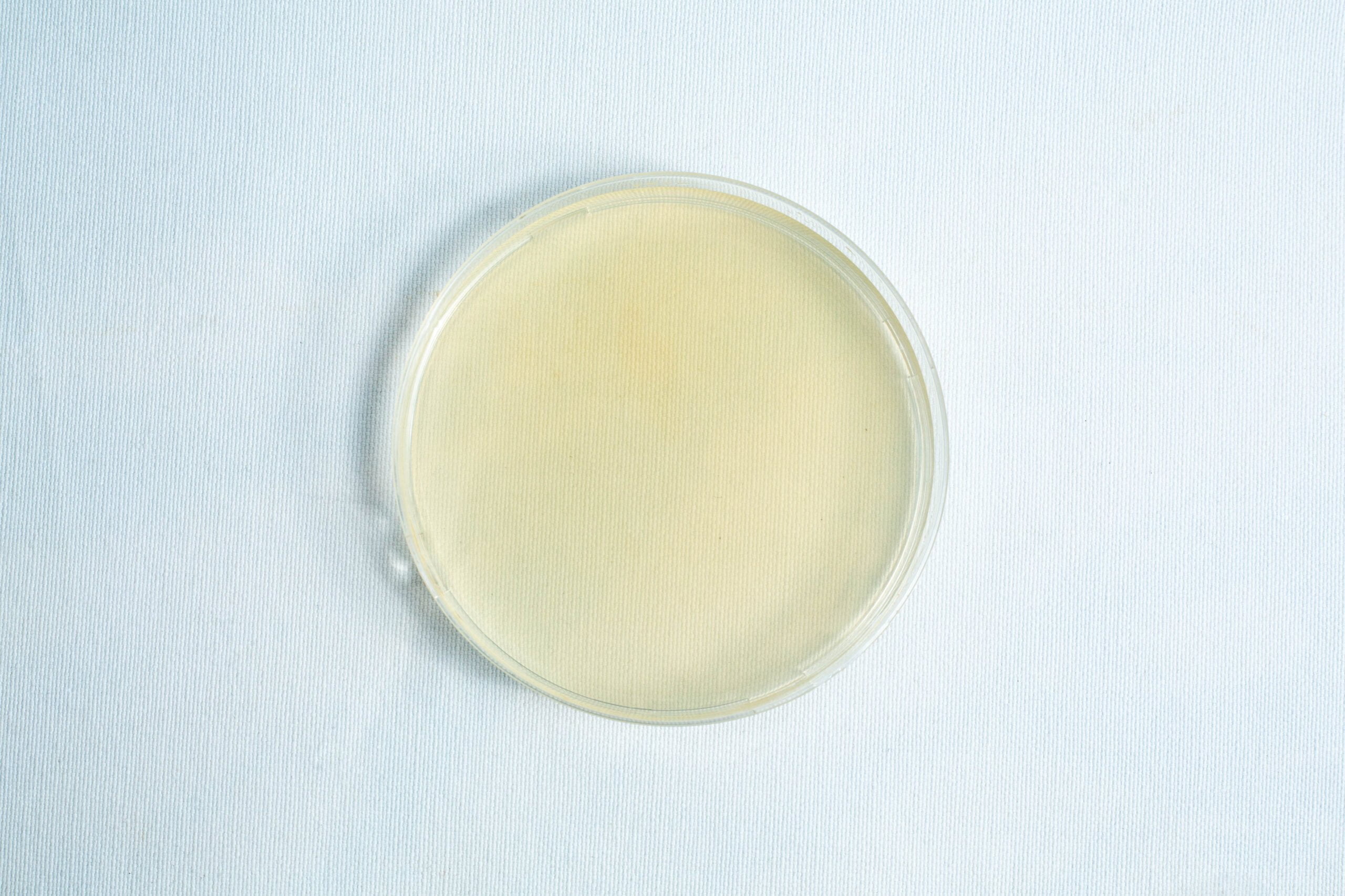 Pre-poured MEA plates petri dish 90 mm 5 The Pre-poured MEA plates petri dish 90 mm features a clear petri dish filled with pale yellow MEA agar medium, shown on a light background.