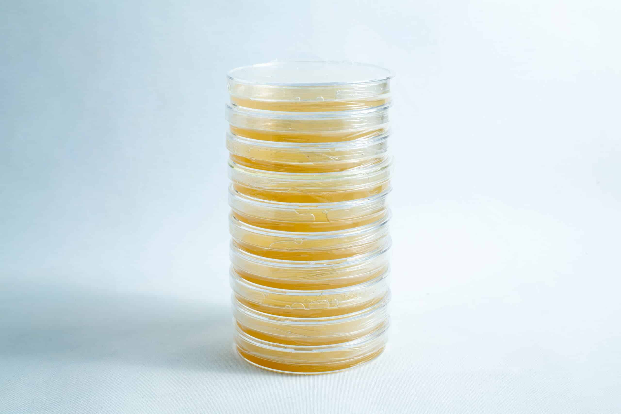 Pre-poured MEA plates petri dish 90 mm 3 A stack of eight sealed pre-poured MEA plates Petri dish 90 mm, filled with yellowish agar, displayed on a white background.