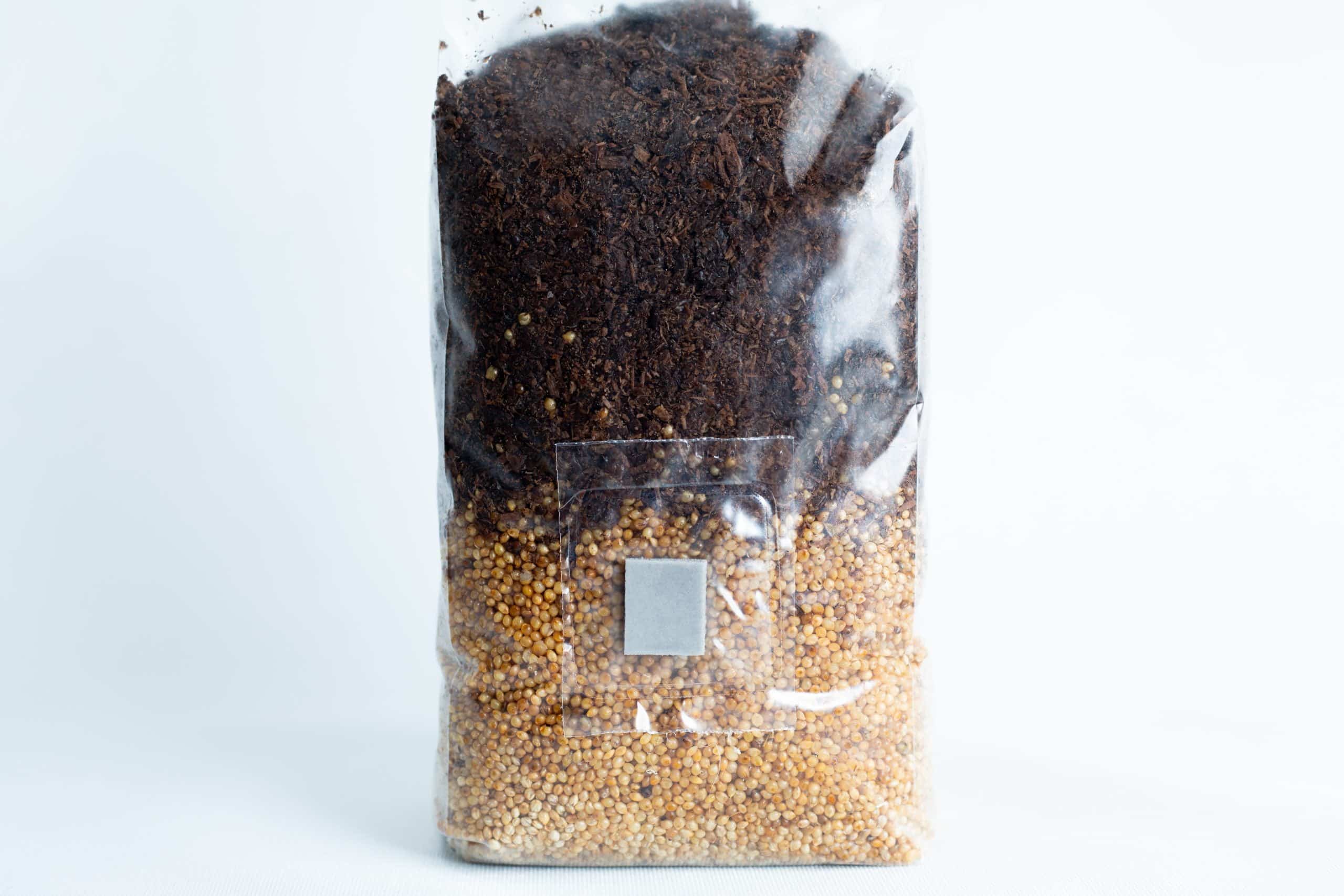 Black King Oyster Mushroom Grow Kit 3 The Masters Mix + Millet All in One Mushroom 1kg Bag features dark nutrient-rich soil layered over light-coloured millet, perfect for optimal mushroom growth.