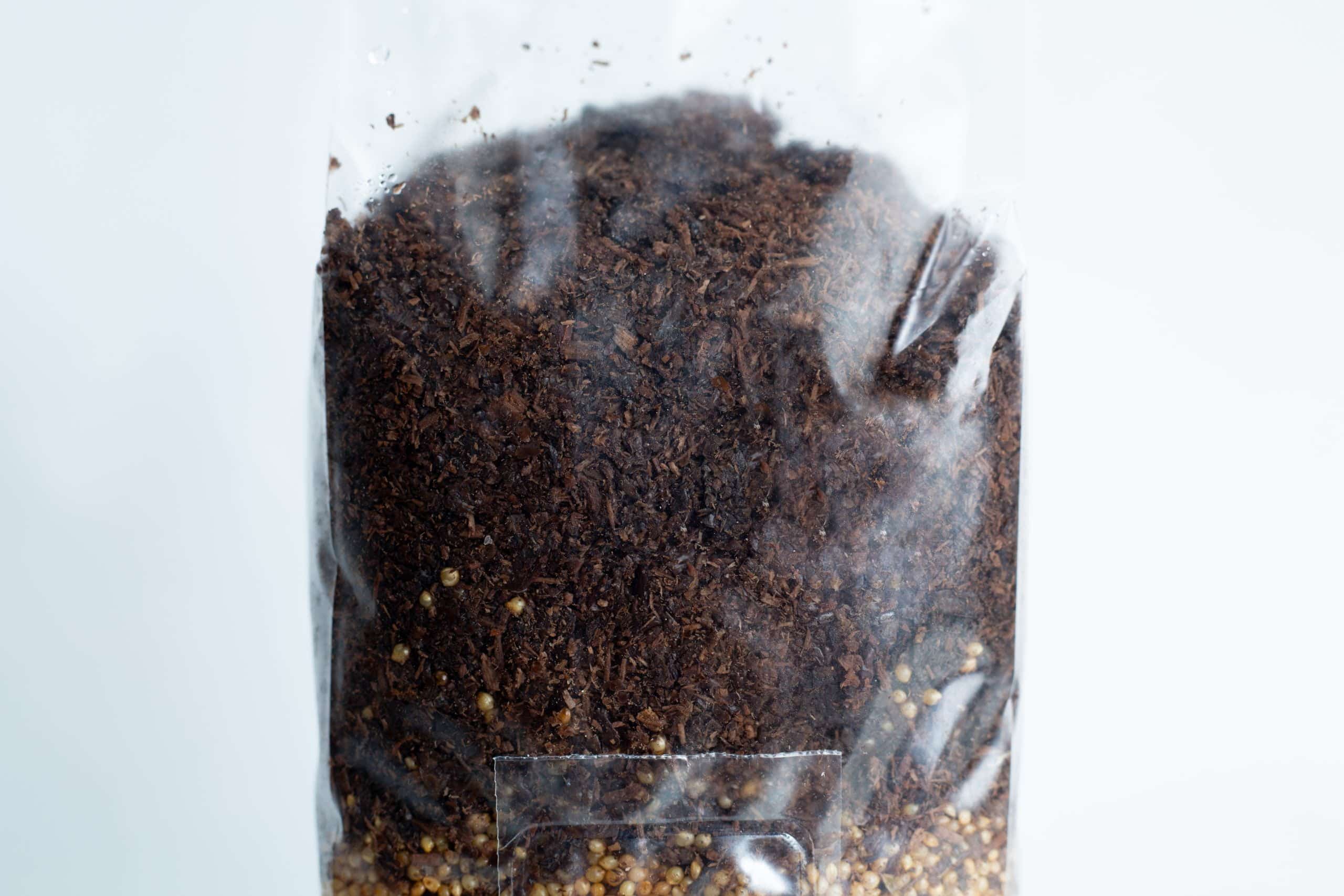 Black King Oyster Mushroom Grow Kit 4 A clear plastic bag containing 1kg of dark brown Masters Mix + Millet All-in-One Mushroom substrate with visible small millet seeds at the bottom.
