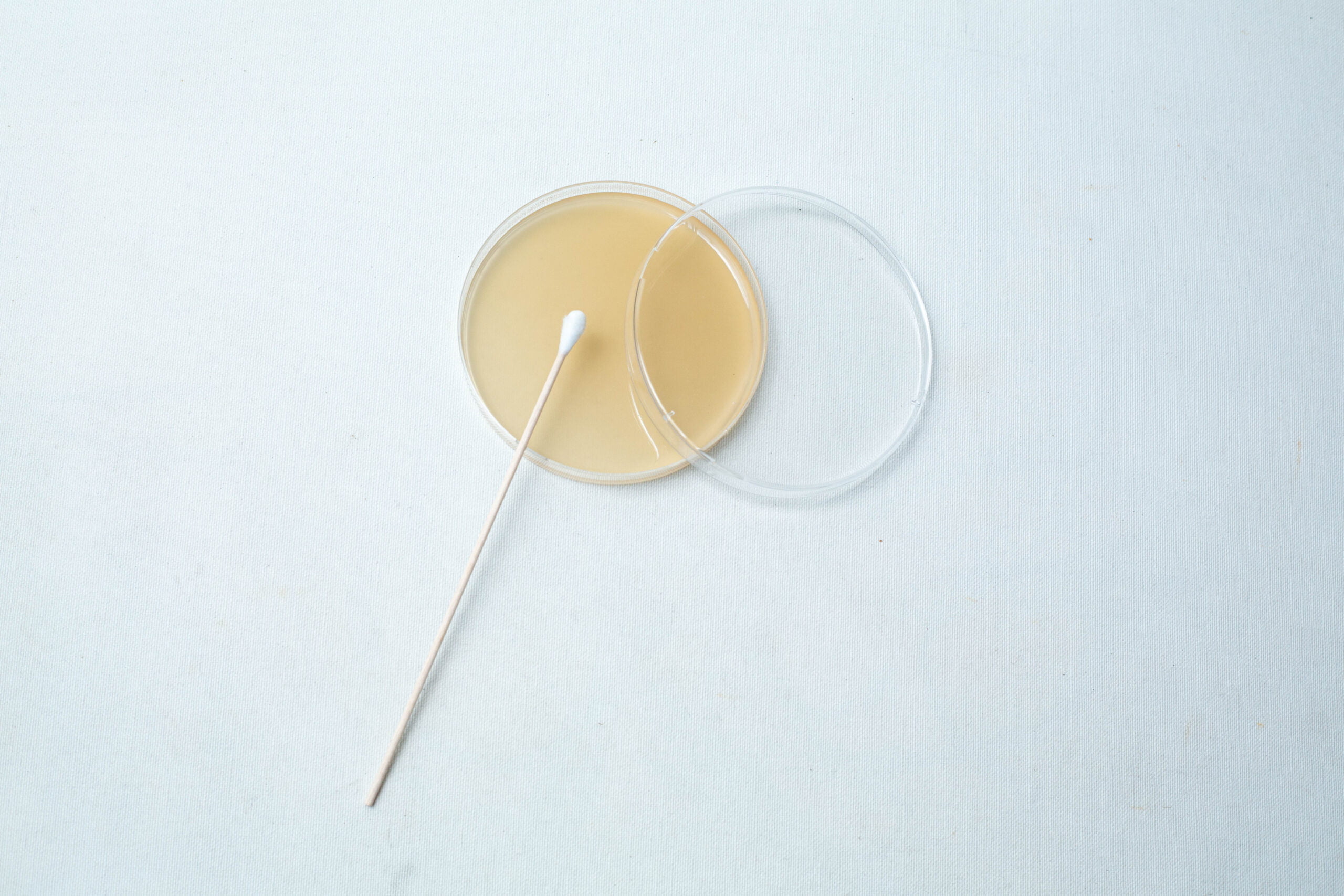 Agar petri dish MEA School Science Fun Project Kit 8 The Agar Petri Dish MEA School Science Fun Project Kit includes a cotton bud resting on an open dish with beige agar, perfect for educational experiments on a white surface.
