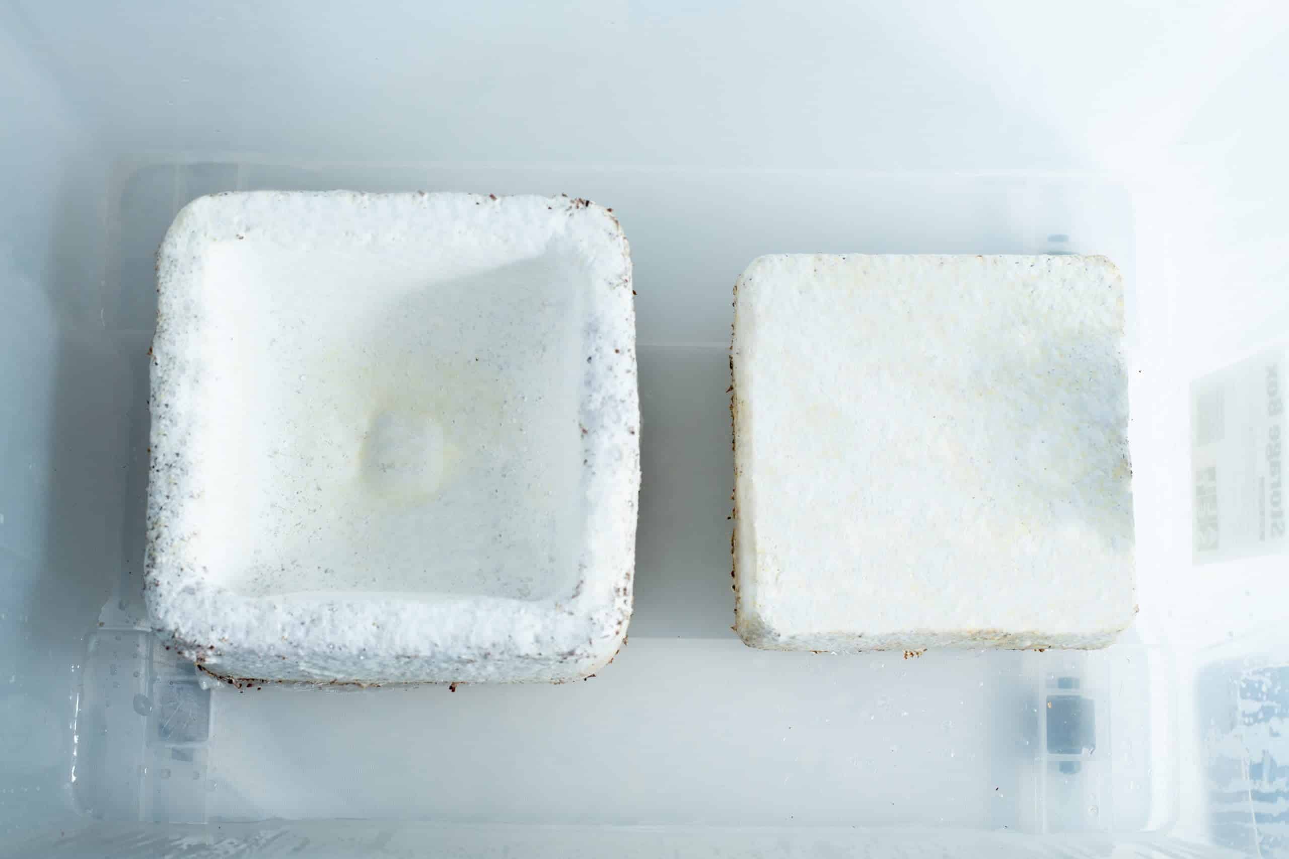 Mycelium Mold Growth Form - Plant pot Heavy Duty (Reusable) 12 Two Mycelium Mould Growth Form - Plant pot Heavy Duty (Reusable) blocks, covered in white mould, display distinct mycelium growth as they sit inside a clear plastic container.