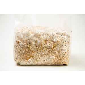 A plastic bag filled with grain colonised by white mushroom mycelium against a white background.