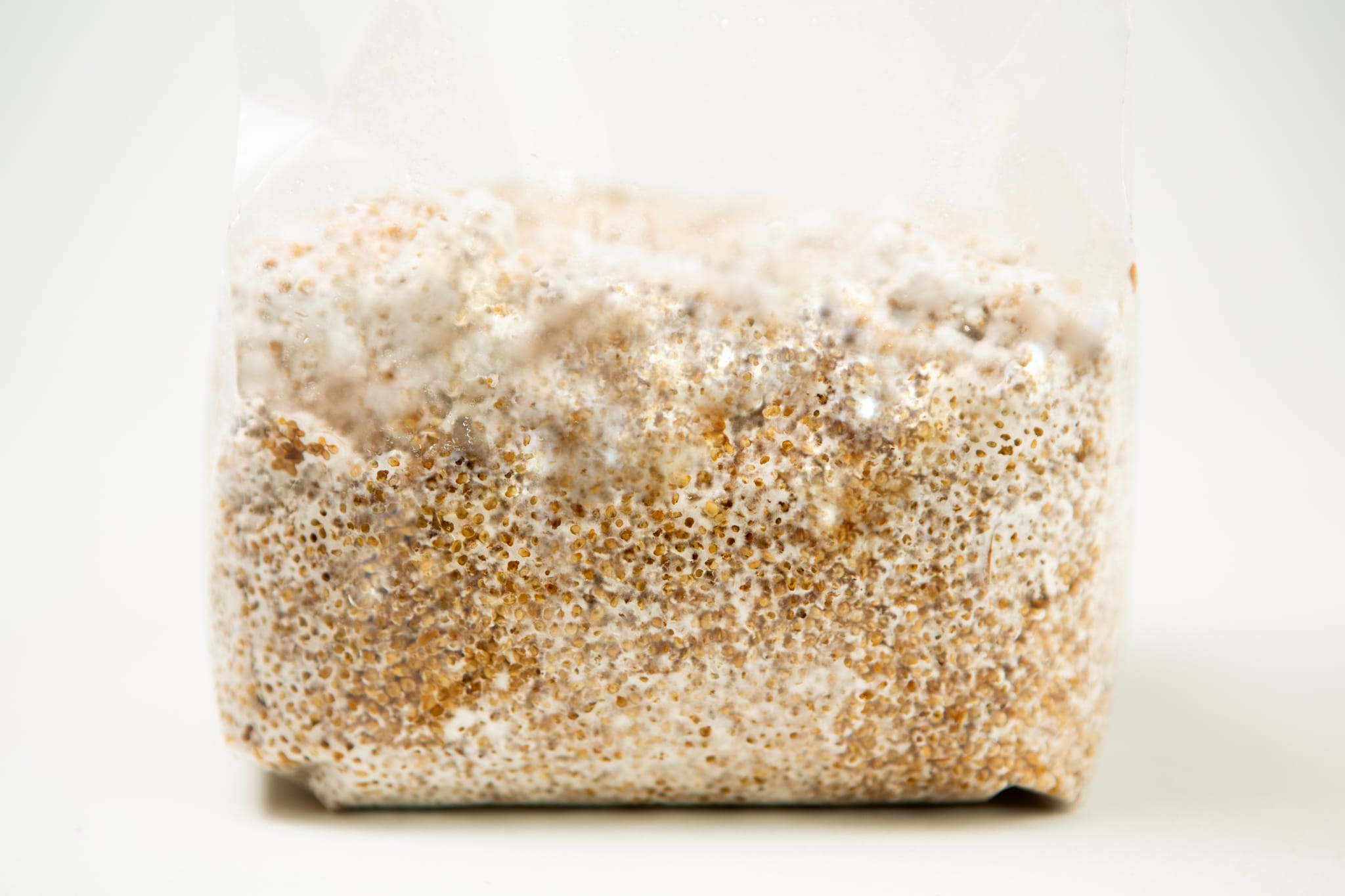 Wholesale Bundle Grain spawn 1 kg - Select 10 1 A plastic bag filled with grain colonised by white mushroom mycelium against a white background.