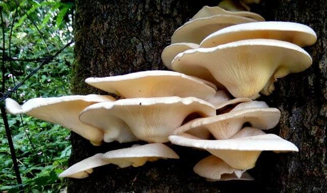 Colonized Mushroom Culture On Agar Plate | Sajor Caju Oyster | Pleurotus sojor caju 2 Cluster of oyster mushrooms growing on the side of a tree trunk in a forest setting.