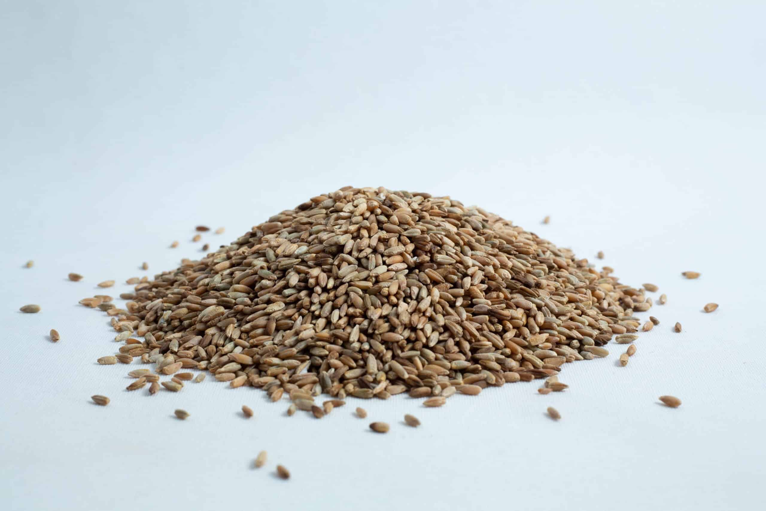 Rye grain organic Pre sterilized for mushroom cultivation w/inj port and air-filter 9 A pile of wheat grains spread on a white surface, isolated against a white background.