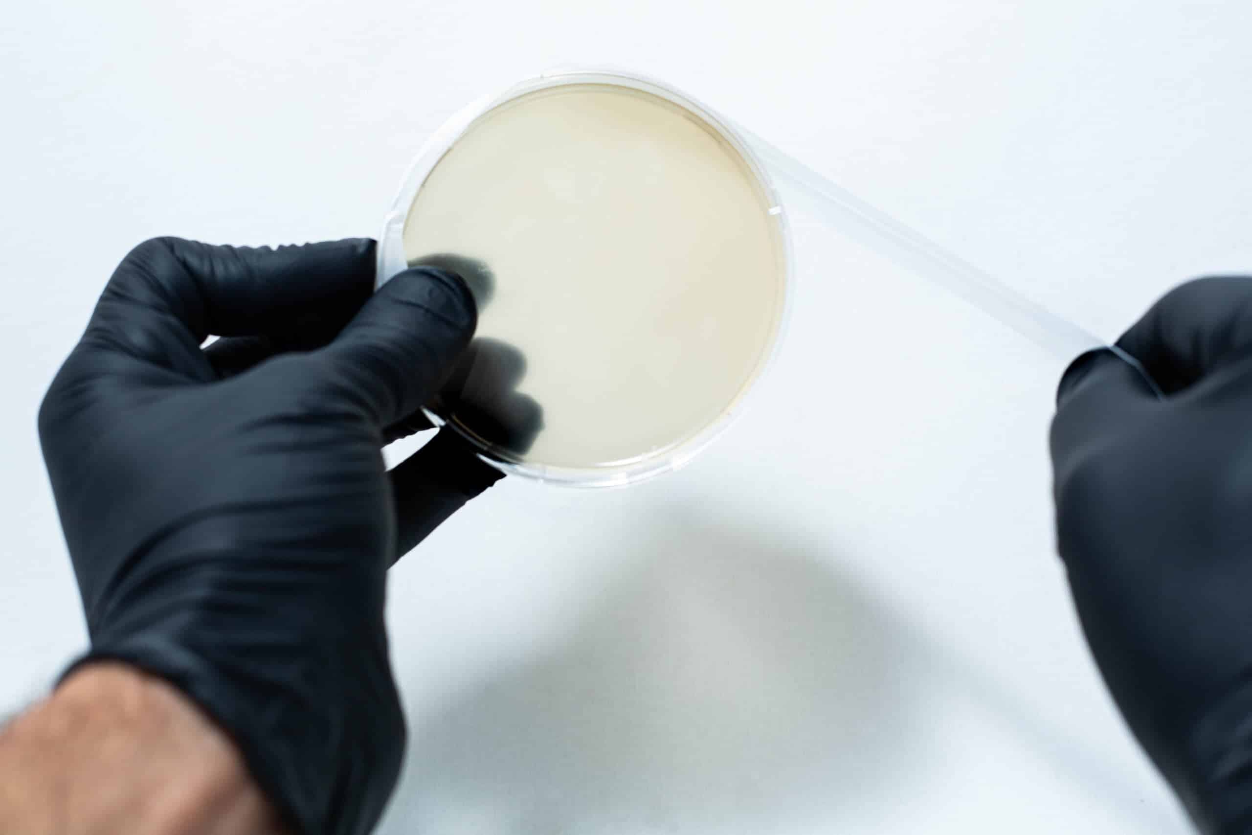 Parafilm Lab sealing film 7 Gloved hands hold a petri dish with a transparent lid and pre-cut Parafilm strips 10x lab cut film against a white background.
