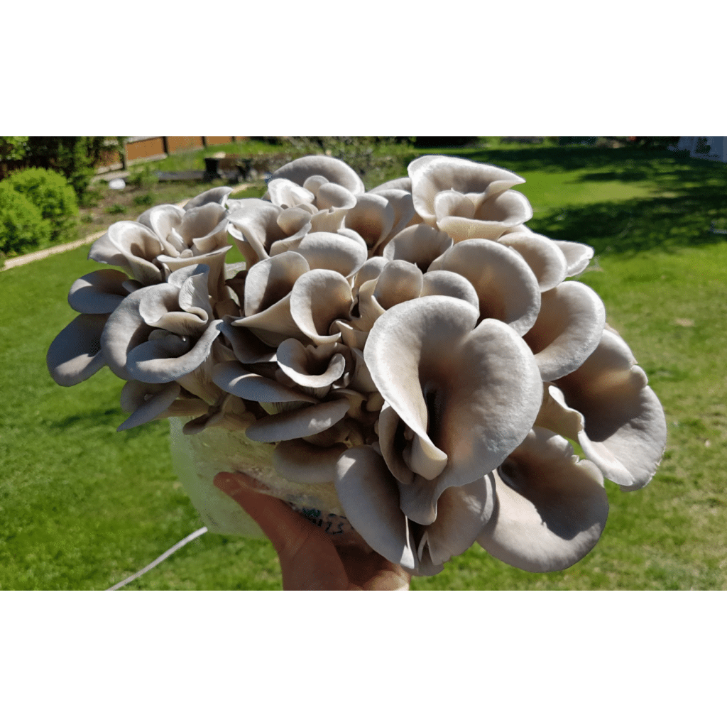 A hand holding a cluster of grey oyster mushrooms outdoors on a sunny day.