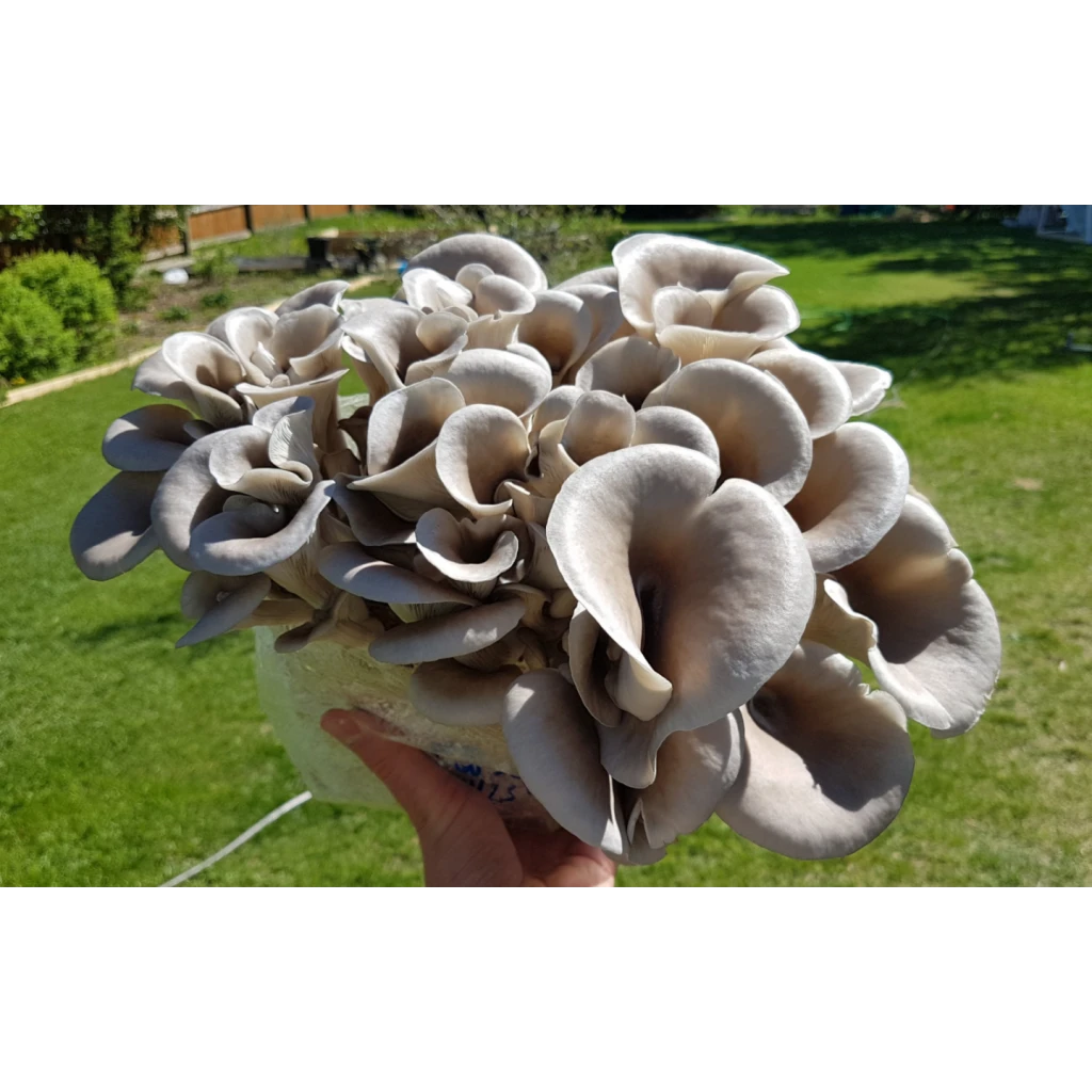 A hand holding a cluster of grey oyster mushrooms outdoors on a sunny day.