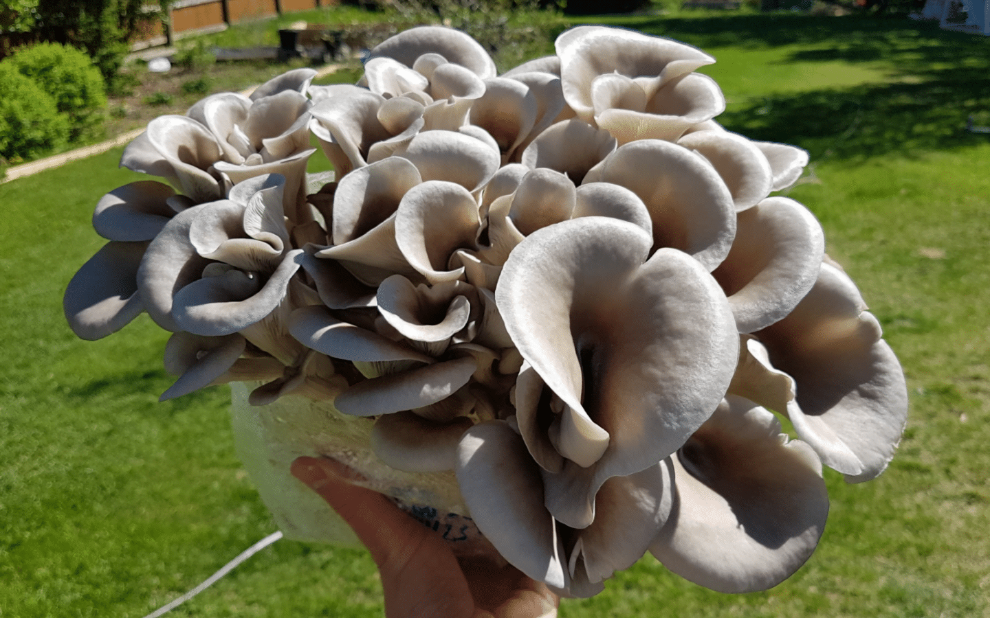Mushroom Liquid Culture | Tan Oyster | Pleurotus ostreatus | Commercial 1 A hand holding a cluster of grey oyster mushrooms outdoors on a sunny day.