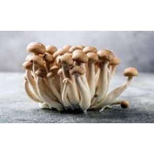 Home 38 A cluster of brown shimeji mushrooms on a grey surface with a blurred background.