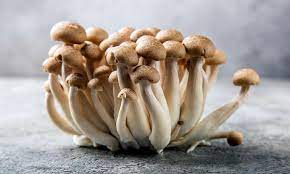 Sawdust spawn for mushroom log inoculation- 3kg | Brown Shimeji | Hypsizygus tessulatus 1 A cluster of brown shimeji mushrooms on a grey surface with a blurred background.