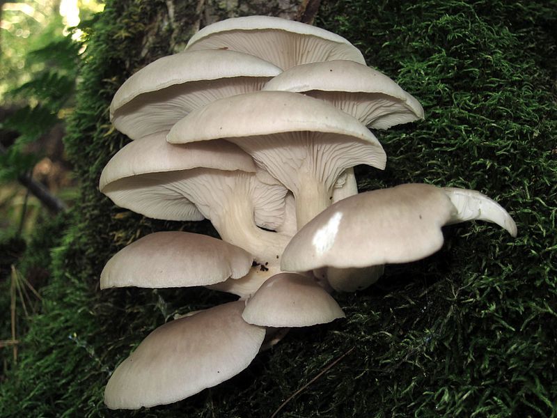 Mushroom Liquid Culture | Warm White Oyster | Pleurotus ostreatus | Commercial 1 A cluster of pale oyster mushrooms growing on mossy tree bark in a forest setting.