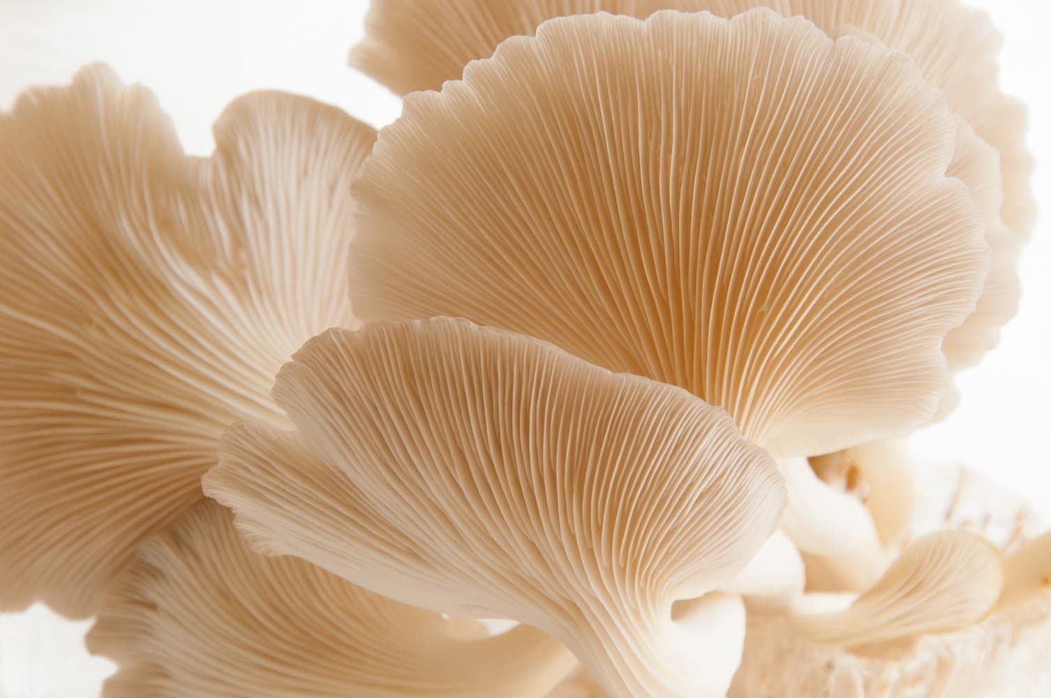 Colonized Mushroom Culture On Agar Plate | Phoenix Oyster | Pleurotus pulmonarius 2 Close-up of light beige oyster mushrooms showing delicate, fan-shaped gills and smooth, curved edges.