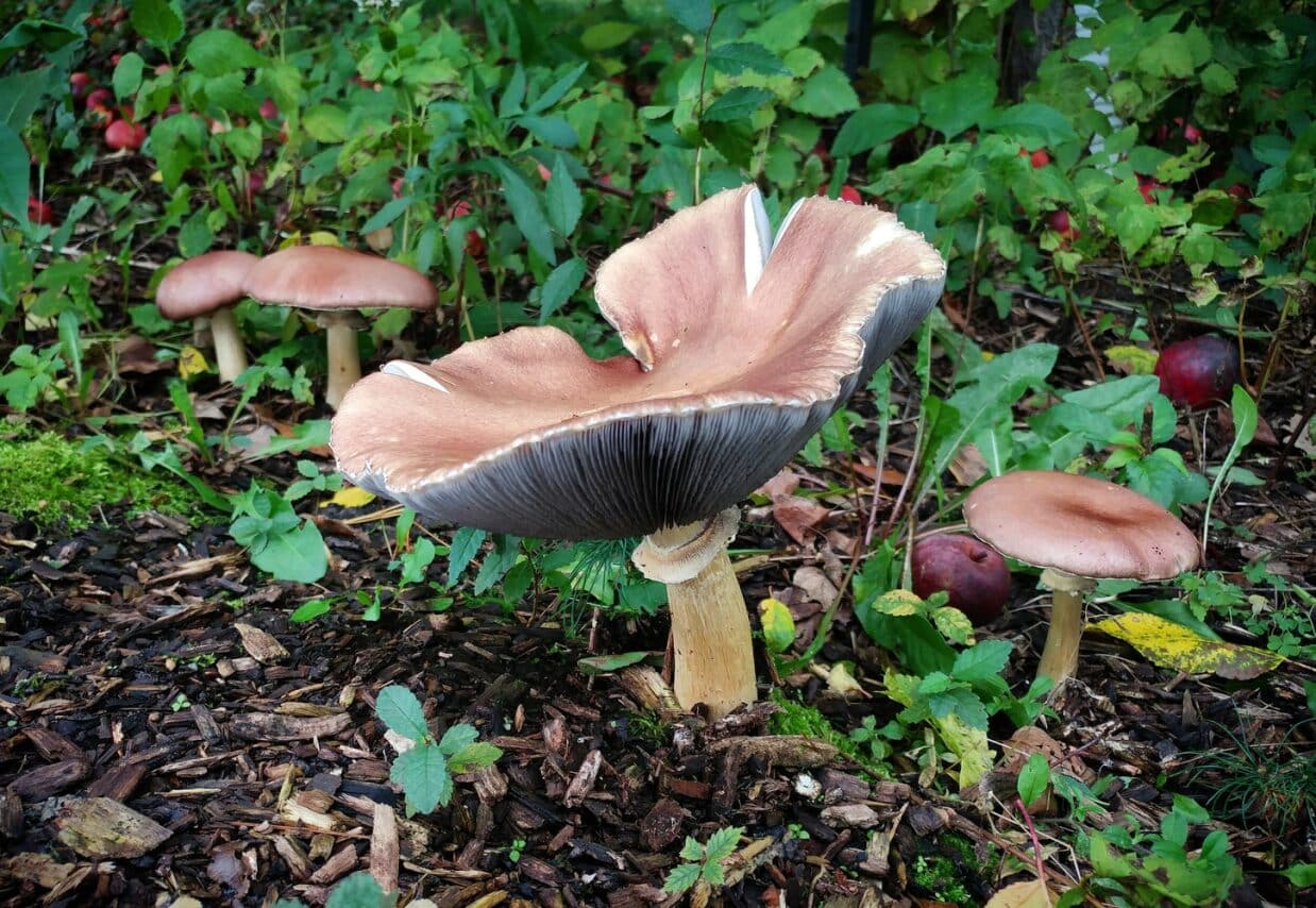 Wine Cap Sawdust Spawn (Stropharia rugosoannulata) for Mushroom Outdoor Garden Bed- 3kg 1 Several brown mushrooms growing in a garden bed among green plants and fallen leaves.