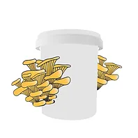 A white bucket with clusters of yellow mushrooms growing out from both sides.