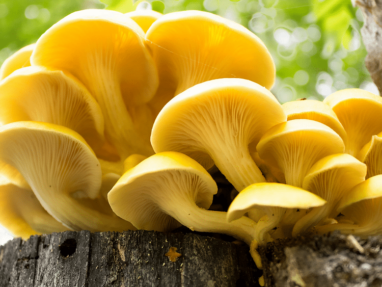 Yellow Oyster | Pleurotus citrinopileatus | Mushroom Grow Kit- Spray and Grow - 3kg 1 Bright yellow oyster mushrooms growing on a tree stump with a blurred green background.