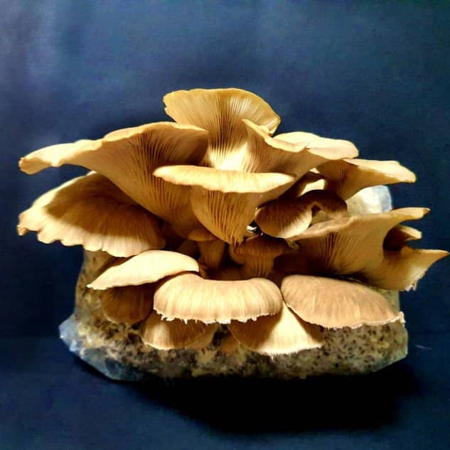 Phoenix Oyster Mushroom Grow Kit 1 A golden cluster of oyster mushrooms grows from a plastic bag, resembling those produced with the Phoenix Oyster Mushroom Grow Kit, displayed against a dark background.