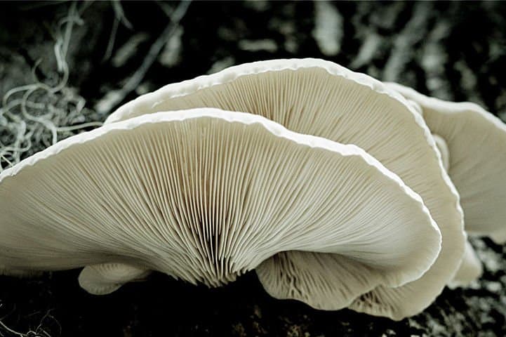 Snow White Oyster | Pleurotus ostreatus | Mushroom Grow Kit- Spray and Grow - 3kg 1 Close-up of pale oyster mushrooms showing their delicate, gilled undersides against a dark background.