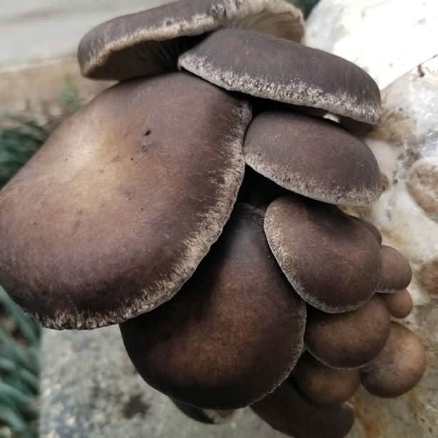 Native Pearl Giant Oyster Mushroom Spawn (leurotus ostreatus sapidus) | Grain Spawn 1 A cluster of dark brown oyster mushrooms growing closely together on a surface.