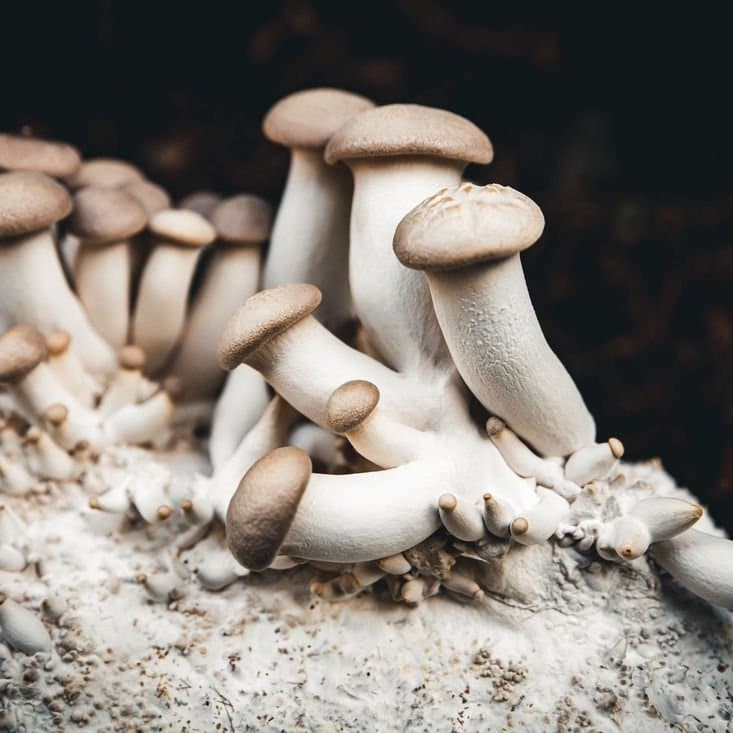 King Oyster | Pleurotus eryngii | Mushroom Grow Kit- Spray and Grow - 3kg 1 Cluster of king oyster mushrooms with thick white stems and light brown caps growing on a substrate.